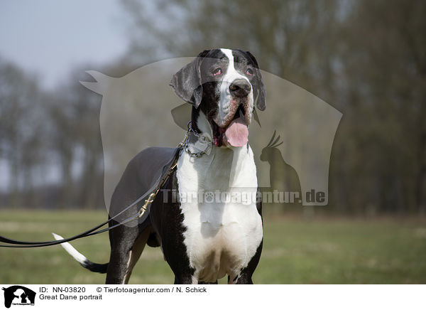 Deutsche Dogge Portrait / Great Dane portrait / NN-03820