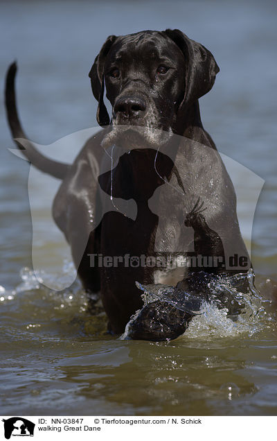 walking Great Dane / NN-03847