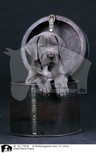 Great Dane Puppy / KL-11819
