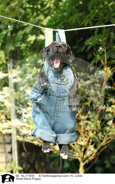 Deutsche Dogge Welpe / Great Dane Puppy / KL-11835