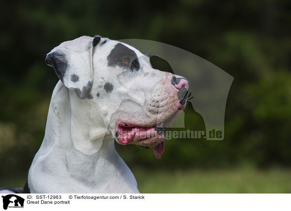 Deutsche Dogge Portrait / Great Dane portrait / SST-12963