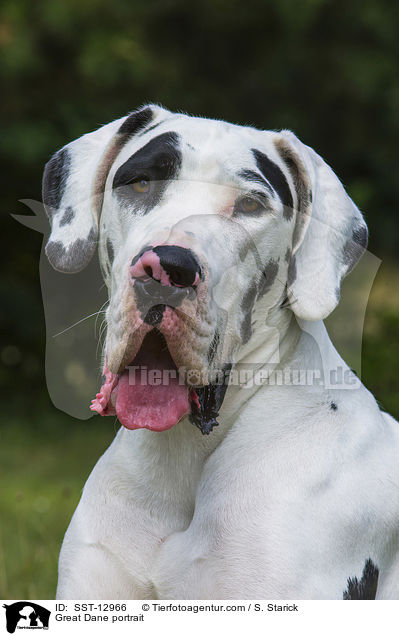 Deutsche Dogge Portrait / Great Dane portrait / SST-12966