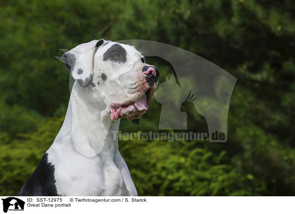 Deutsche Dogge Portrait / Great Dane portrait / SST-12975