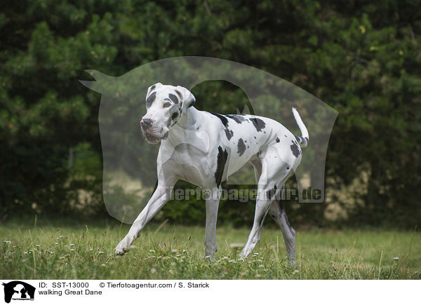 laufende Deutsche Dogge / walking Great Dane / SST-13000
