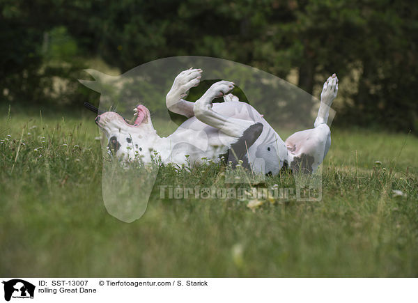 Deutsche Dogge wlzt sich / rolling Great Dane / SST-13007