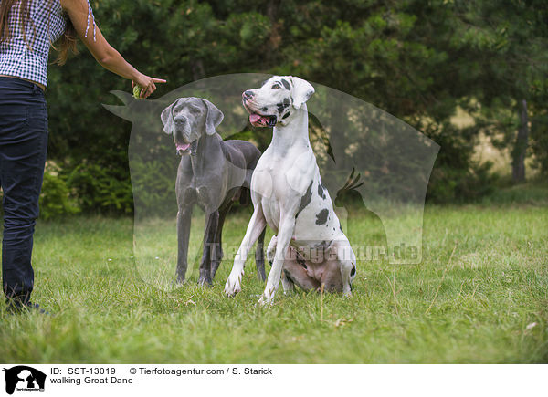 laufende Deutsche Dogge / walking Great Dane / SST-13019