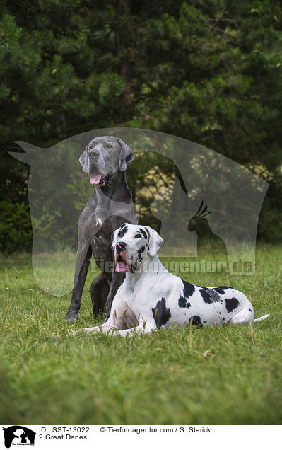 2 Deutsche Doggen / 2 Great Danes / SST-13022