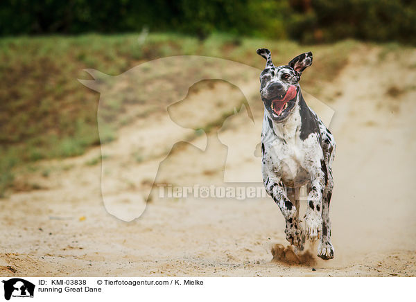rennende Deutsche Dogge / running Great Dane / KMI-03838