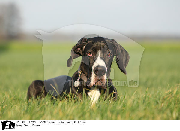 liegende Deutsche Dogge / lying Great Dane / KL-13073