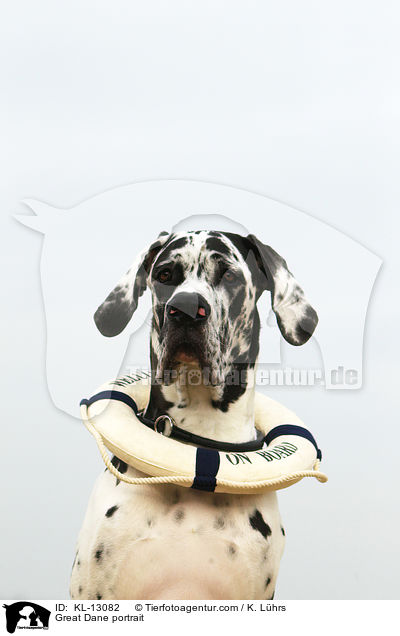Deutsche Dogge Portrait / Great Dane portrait / KL-13082