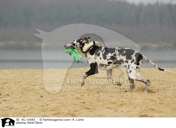 spielende Deutsche Dogge / playing Great Dane / KL-13083