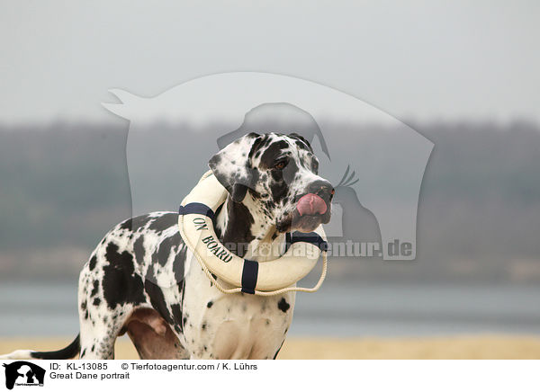 Deutsche Dogge Portrait / Great Dane portrait / KL-13085