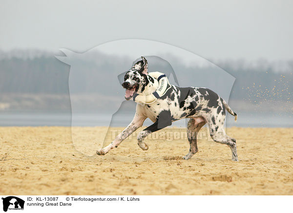 rennende Deutsche Dogge / running Great Dane / KL-13087