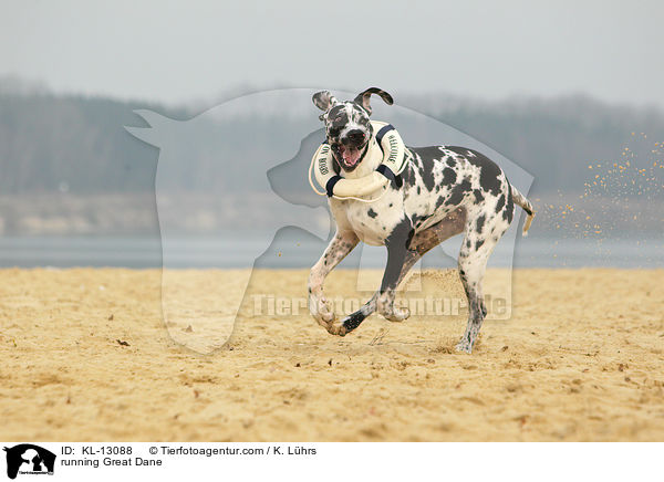 rennende Deutsche Dogge / running Great Dane / KL-13088