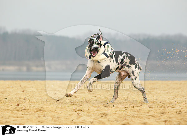 rennende Deutsche Dogge / running Great Dane / KL-13089