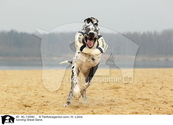 rennende Deutsche Dogge / running Great Dane / KL-13090