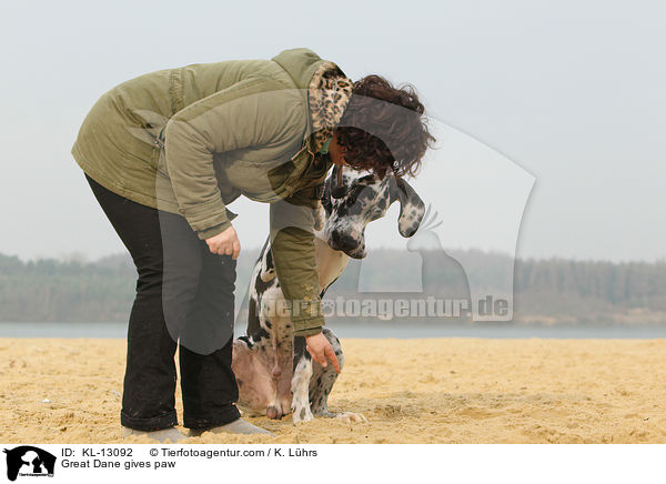 Deutsche Dogge gibt Pftchen / Great Dane gives paw / KL-13092