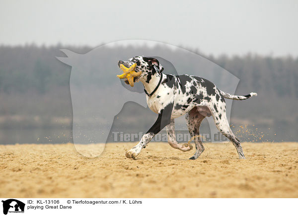 spielende Deutsche Dogge / playing Great Dane / KL-13106