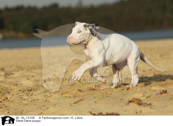 Deutsche Dogge Welpe / Great Dane puppy / KL-13108