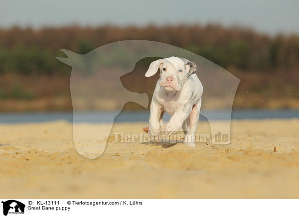 Deutsche Dogge Welpe / Great Dane puppy / KL-13111