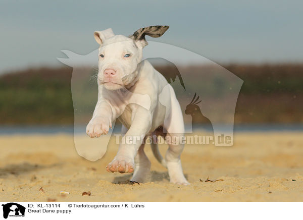 Deutsche Dogge Welpe / Great Dane puppy / KL-13114