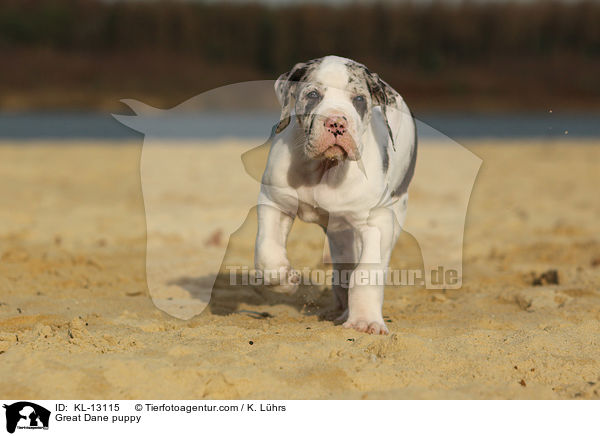 Deutsche Dogge Welpe / Great Dane puppy / KL-13115