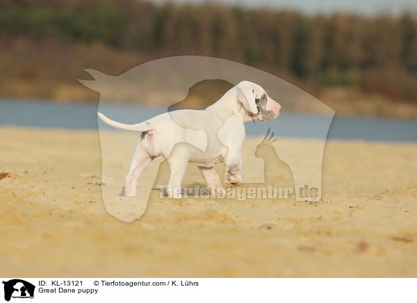 Deutsche Dogge Welpe / Great Dane puppy / KL-13121