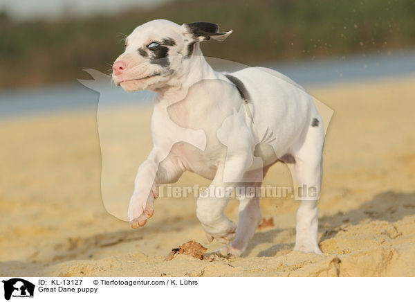 Deutsche Dogge Welpe / Great Dane puppy / KL-13127
