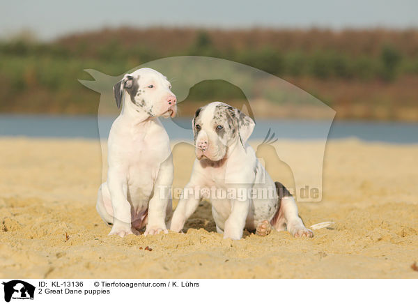 2 Deutsche Dogge Welpen / 2 Great Dane puppies / KL-13136
