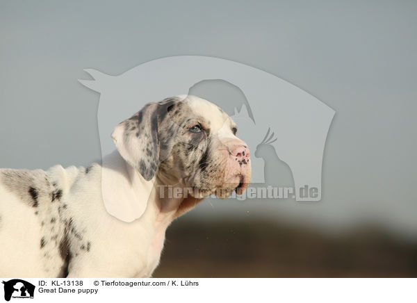 Deutsche Dogge Welpe / Great Dane puppy / KL-13138