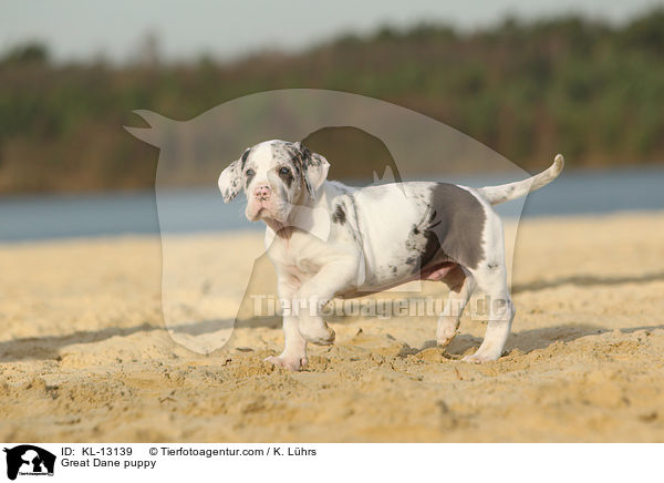 Deutsche Dogge Welpe / Great Dane puppy / KL-13139