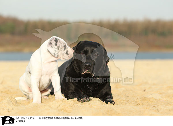 2 Hunde / 2 dogs / KL-13147