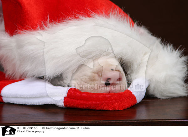 Deutsche Dogge Welpe / Great Dane puppy / KL-13155