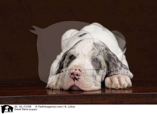 Deutsche Dogge Welpe / Great Dane puppy / KL-13166