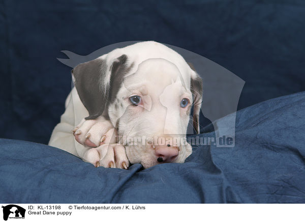 Deutsche Dogge Welpe / Great Dane puppy / KL-13198