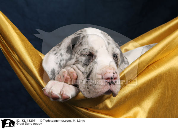 Great Dane puppy / KL-13207