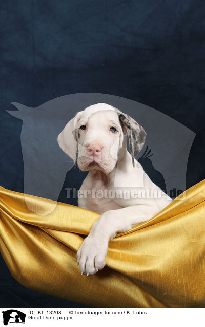 Deutsche Dogge Welpe / Great Dane puppy / KL-13208