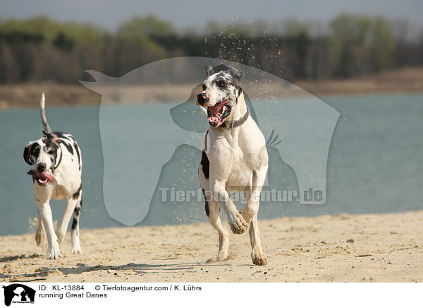 rennende Deutsche Doggeb / running Great Danes / KL-13884