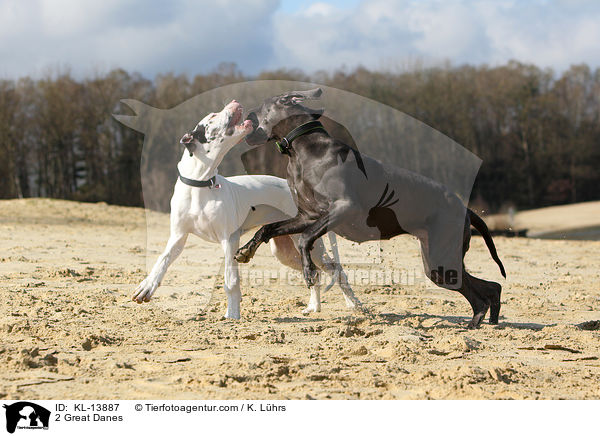 2 Deutsche Doggen / 2 Great Danes / KL-13887