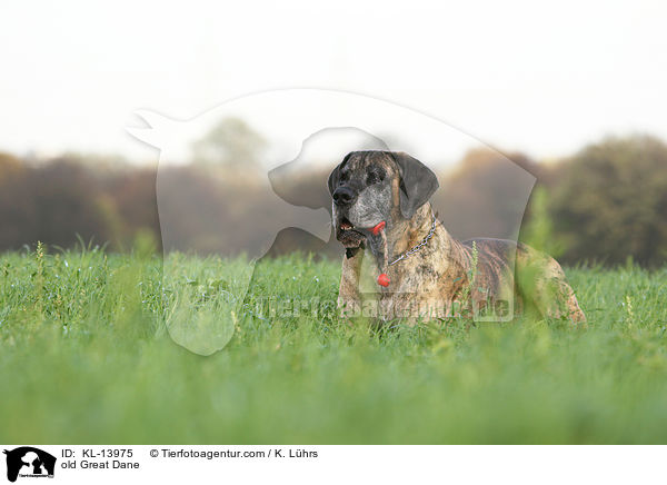 alte Deutsche Dogge / old Great Dane / KL-13975