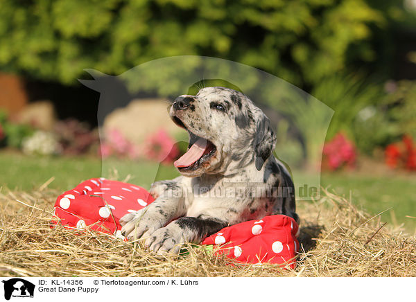 Deutsche Dogge Welpe / Great Dane Puppy / KL-14356