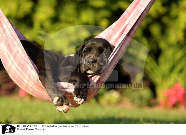 Deutsche Dogge Welpe / Great Dane Puppy / KL-14373