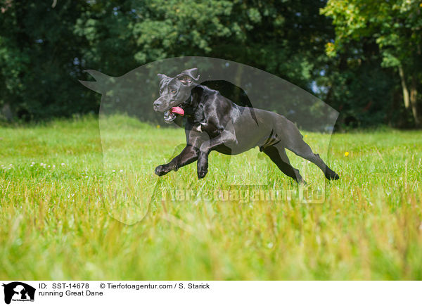 rennende Deutsche Dogge / running Great Dane / SST-14678