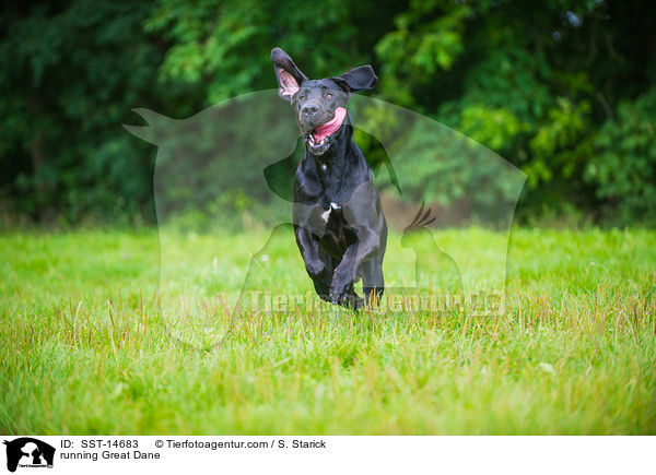 running Great Dane / SST-14683
