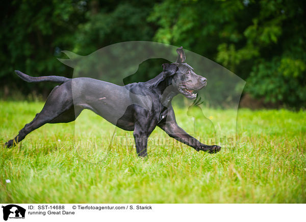 rennende Deutsche Dogge / running Great Dane / SST-14688
