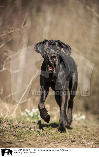 laufende Deutsche Dogge / walking Great Dane / AP-13322