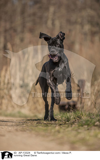rennende Deutsche Dogge / running Great Dane / AP-13324