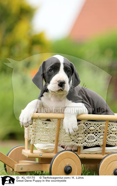 Deutsche Dogge Welpe im Grnen / Great Dane Puppy in the countryside / KL-15170