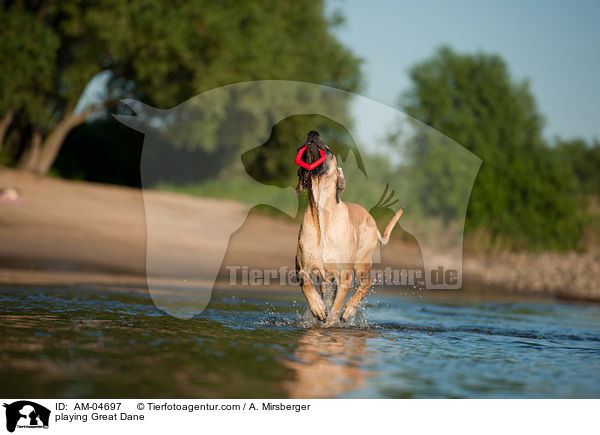 spielende Deutsche Dogge / playing Great Dane / AM-04697
