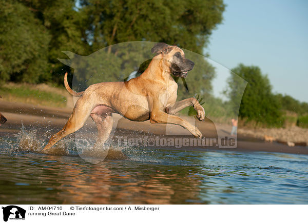 running Great Dane / AM-04710